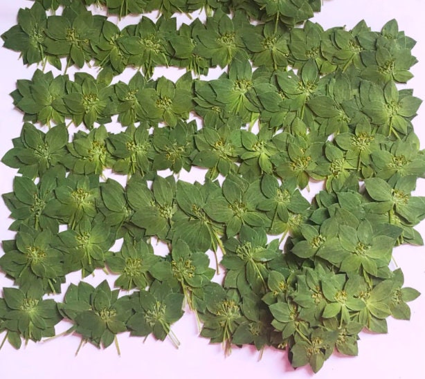 12 PCS Pressed Green Leaves: Real Dried Flowers for Resin Crafts