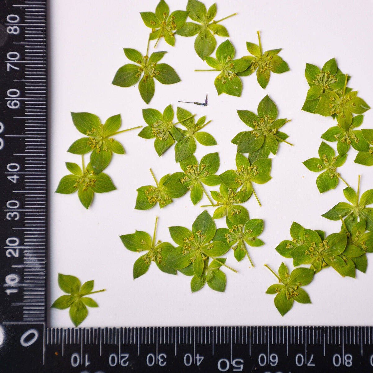 12 PCS Pressed Green Leaves: Real Dried Flowers for Resin Crafts