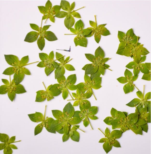 12 PCS Pressed Green Leaves: Real Dried Flowers for Resin Crafts