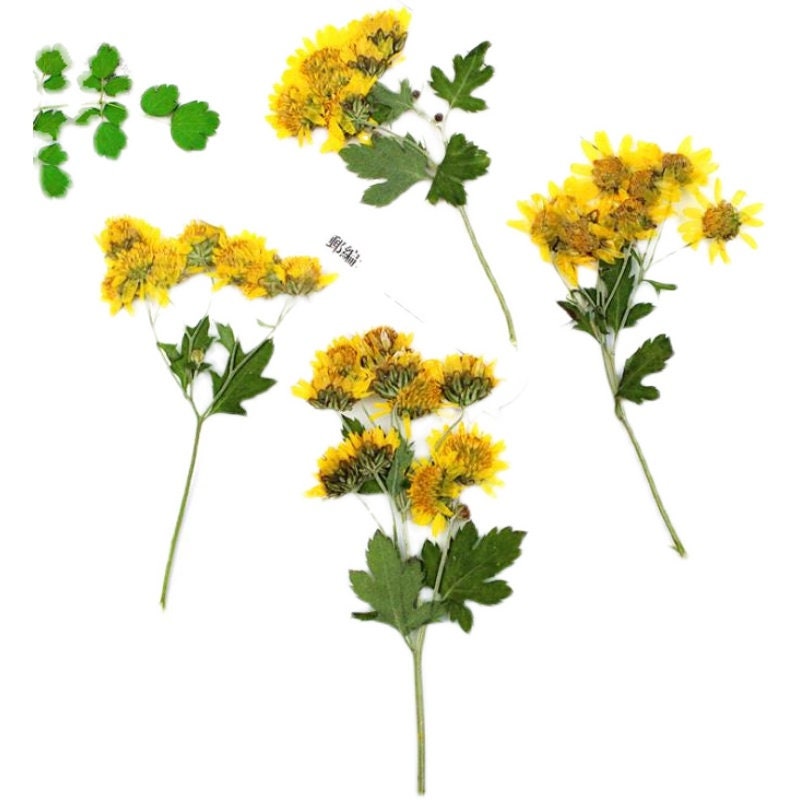 Bulk pressed flower,Set of 6 PCS,Real Dried Pressed flowers,Yellow dry Flower,natural bulk Leaves Preserved dry flower,dried flowers