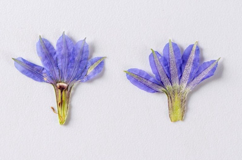Pressed Blue Flowers: Natural Dried Fan Flowers, 12 PCS