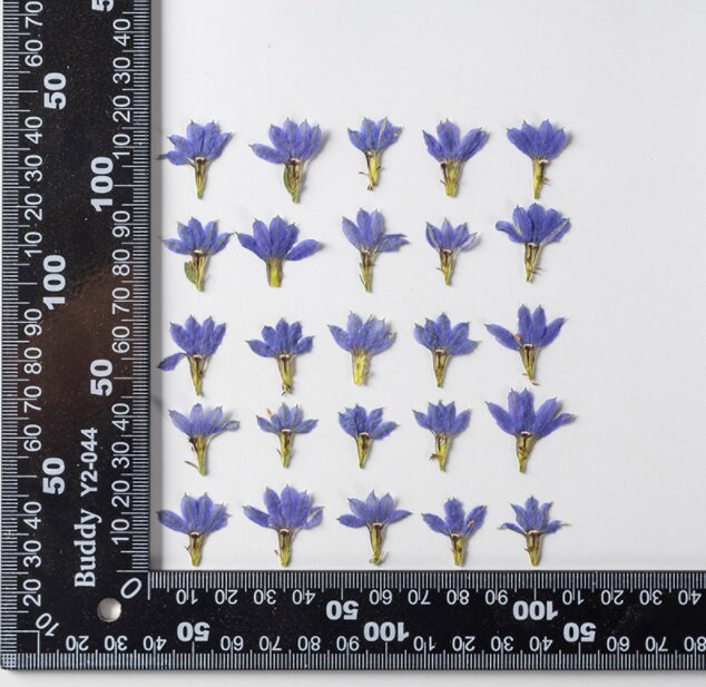 Pressed Blue Flowers: Natural Dried Fan Flowers, 12 PCS