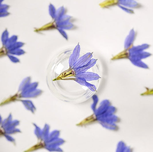 Pressed Blue Flowers: Natural Dried Fan Flowers, 12 PCS