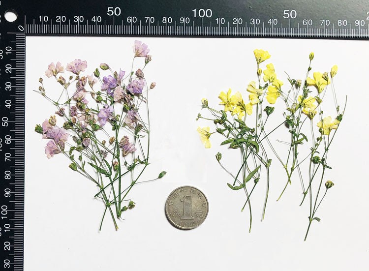 Pressed Flower Stems: Natural Dried Flowers, Yellow, Purple, Pink & Blue (8PCS/Pack)