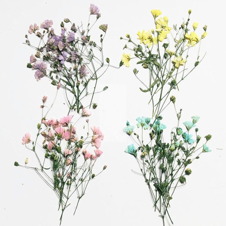 Pressed Flower Stems: Natural Dried Flowers, Yellow, Purple, Pink & Blue (8PCS/Pack)