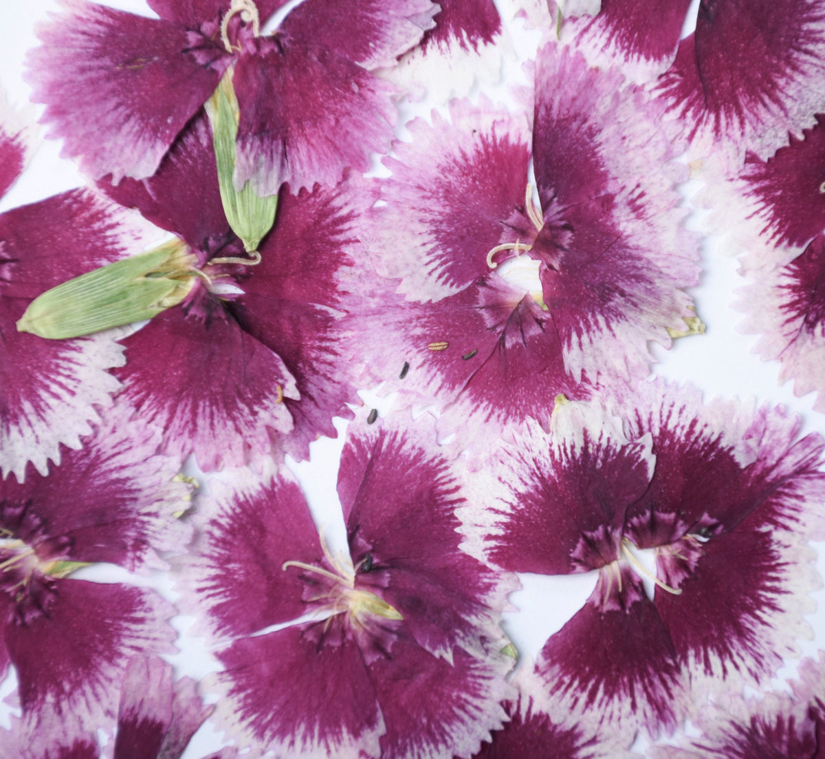 Pressed Dianthus Flowers: Pink & Purple Dried Petals (6 PCS) dry flower,Pressed flowers