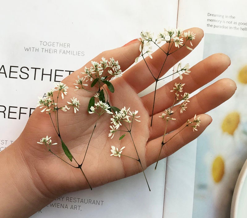 Rice White Pressed Flowers: Plumbago Zeylanica, Dried Flowers (8 PCS)