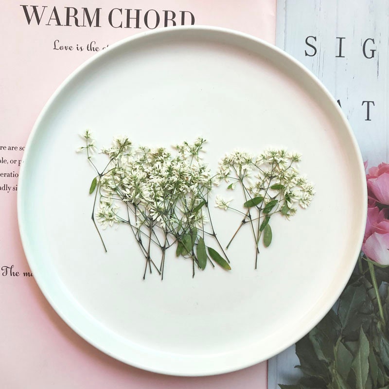 Rice White Pressed Flowers: Plumbago Zeylanica, Dried Flowers (8 PCS)