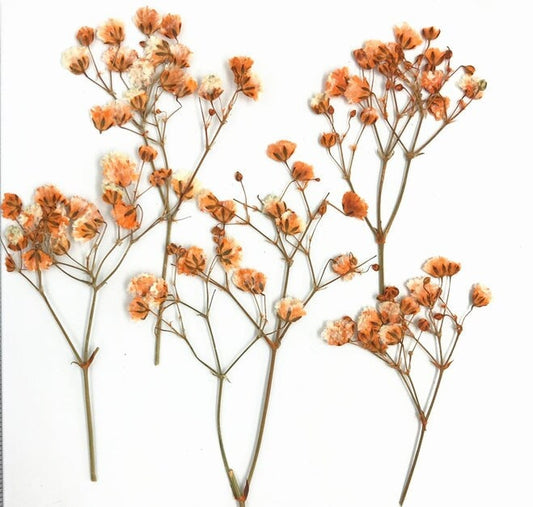 Orange Pressed Baby's Breath Flowers - Resin Crafts (8 PCS/Pack) dry flower,Pressed flowers