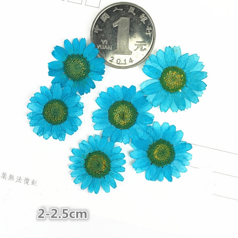 Blue Pressed Chrysanthemum Flowers - Resin Art Supplies (12 PCS/Pack)