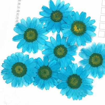 Blue Pressed Chrysanthemum Flowers - Resin Art Supplies (12 PCS/Pack)