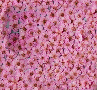 pressed flowers,pink pressed flowers,20 PCS/Pack,pink flower,pink Dried flower,pressed flower,Small pink flower（0.5-0.8cm)
