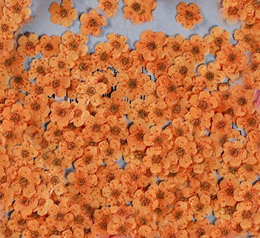 pressed flowers,orange pressed flowers,20 PCS/Pack,orange flower,orange Dried flower,pressed flower,Small orange flower（0.5-0.8cm)