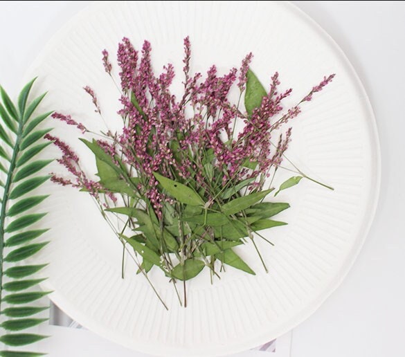 Pressed Dried Flowers,12 PCS/pack,Purple red Knotweed Flower Stem Real Pressed Flowers,Dry Natural Preserved Flowers Stems Flat Flower Stems