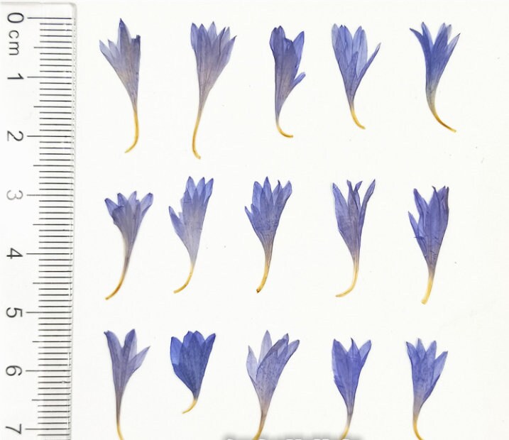 20 PCS Bulk Pressed Flowers: Real Dried Flowers for Resin Art