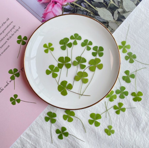 Pressed Leaves 12 PCS/Pack Real Pressed Leaves,Dried Pressed Flower Green Dry leaf, Green leaf,dry leaf(1.5-2cm)