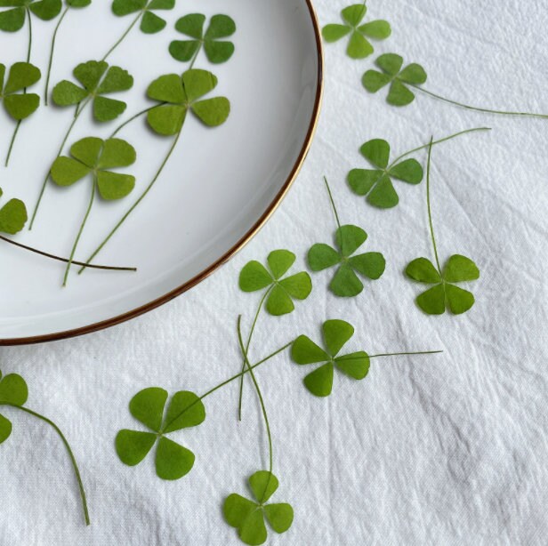 Pressed Leaves 12 PCS/Pack Real Pressed Leaves,Dried Pressed Flower Green Dry leaf, Green leaf,dry leaf(1.5-2cm)