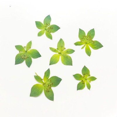 12 PCS Pressed Green Leaves: Real Dried Flowers for Resin Crafts