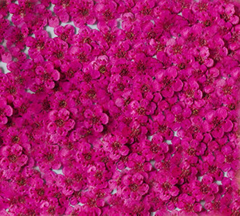 pressed flowers,rose red pressed flowers,20 PCS/Pack,rose red flower,rose red Dried flower,Narcissus flower,Small rose red flower（0.5-0.8cm)