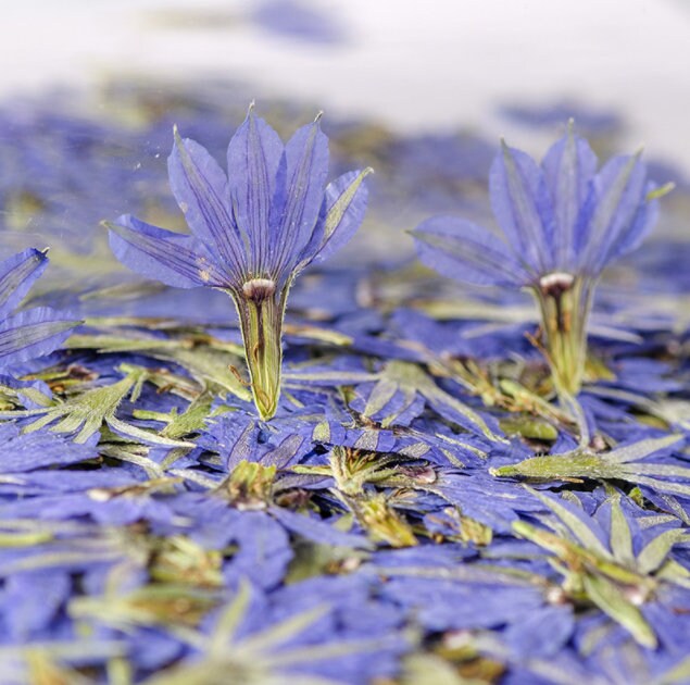 Pressed Blue Flowers: Natural Dried Fan Flowers, 12 PCS