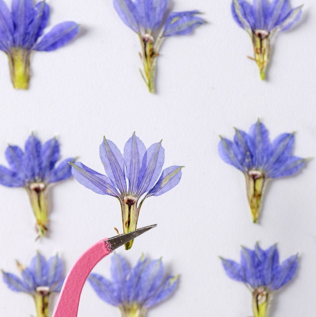 Pressed Blue Flowers: Natural Dried Fan Flowers, 12 PCS