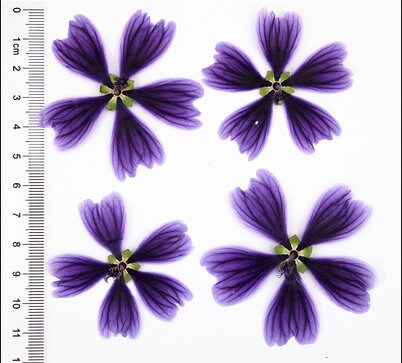 Pressed Purple Mallow Flowers (4-5cm) - 6 PCS Craft Supply