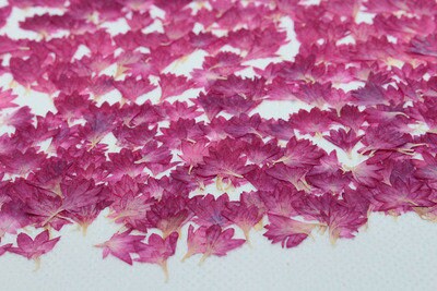 20 PCS Bulk Pressed Flowers: Real Dried Flowers for Resin Art