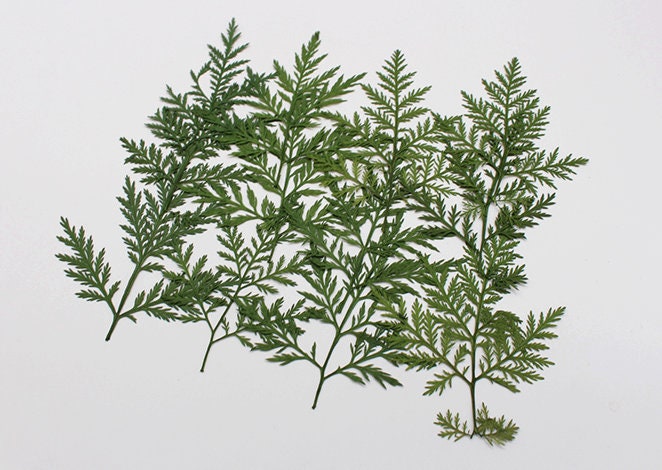 Pressed Artemisia Leaves, Dried Green Foliage, Flat Leaf Stems (10pcs/pack)