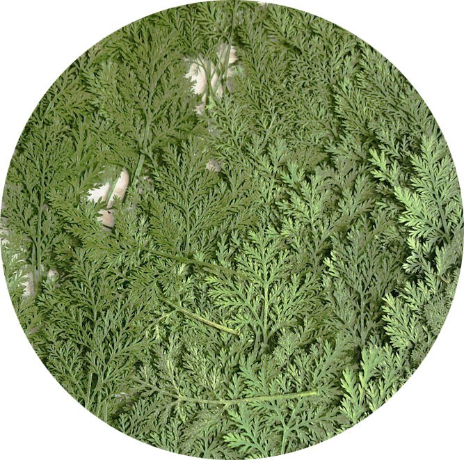 Pressed Artemisia Leaves, Dried Green Foliage, Flat Leaf Stems (10pcs/pack)