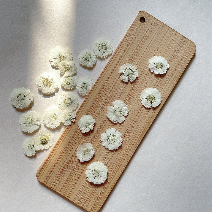 Pressed White Daisy Flowers - Set of 10 - Real Dried Flowers