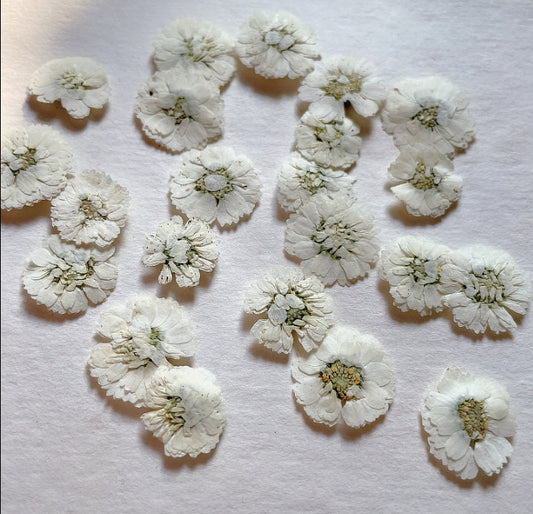 Pressed White Daisy Flowers - Set of 10 - Real Dried Flowers