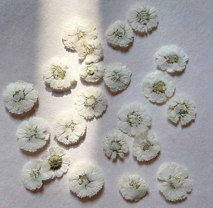 Pressed White Daisy Flowers - Set of 10 - Real Dried Flowers