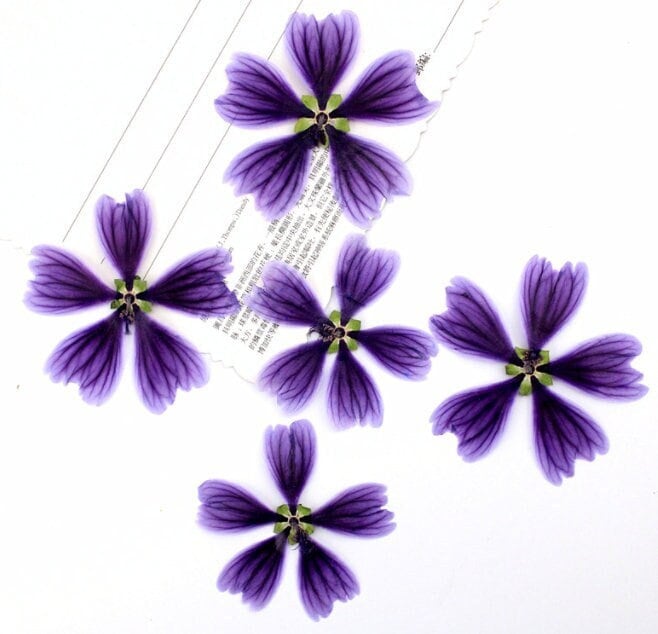 Pressed Purple Mallow Flowers (4-5cm) - 6 PCS Craft Supply