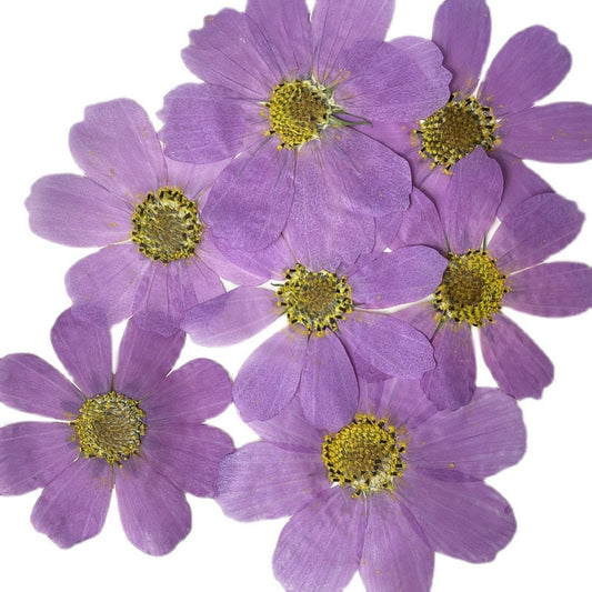 Purple Kelsang Pressed Flowers, Dried Floral Embellishments (6 PCS)