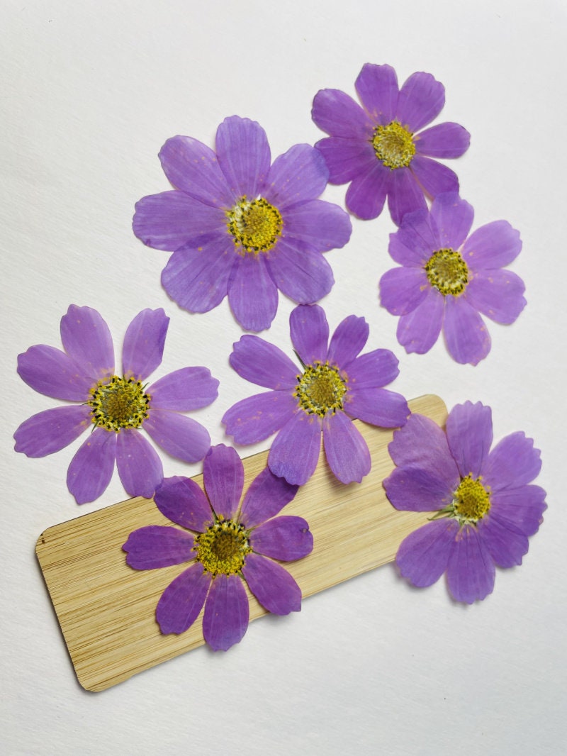 Purple Kelsang Pressed Flowers, Dried Floral Embellishments (6 PCS)