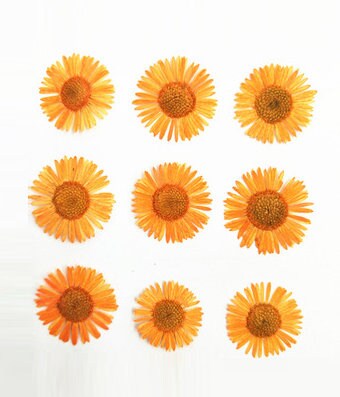 Orange Pressed Flowers,12 PCS/pack,orange Dried Flower,Pressed Flowers Orange needle Chrysanthemum Dry Preserved Flower,dry pressed flowers