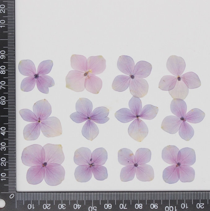 100 Pressed Hydrangea Flowers: Purple & White Real Flower Petals