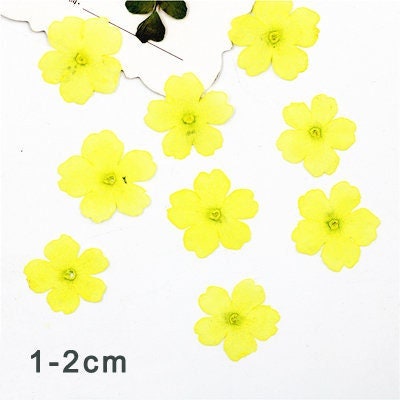 Yellow Verbena Pressed Flowers - Resin Art Supplies (12 PCS/PACK)