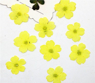 Yellow Verbena Pressed Flowers - Resin Art Supplies (12 PCS/PACK)