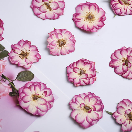 Pressed Purple Roses: Two-Tone Dried Flowers, 6 PCS