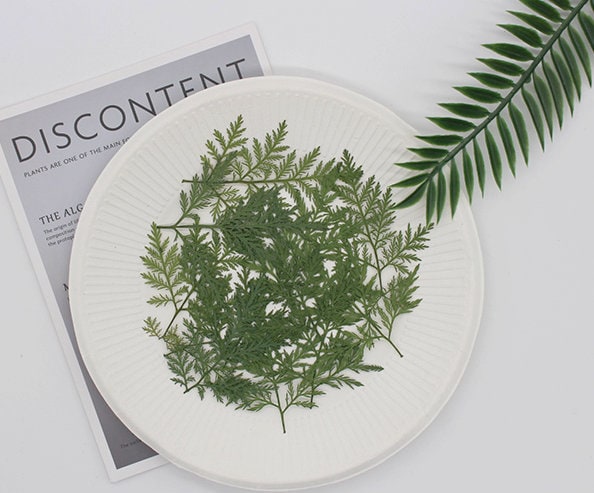 Pressed Artemisia Leaves, Dried Green Foliage, Flat Leaf Stems (10pcs/pack)