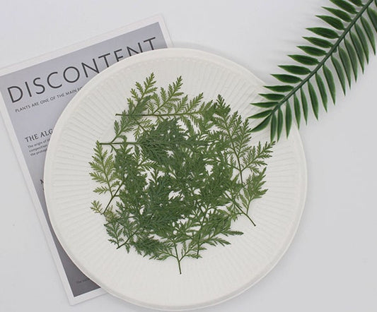 Pressed Artemisia Leaves, Dried Green Foliage, Flat Leaf Stems (10pcs/pack)