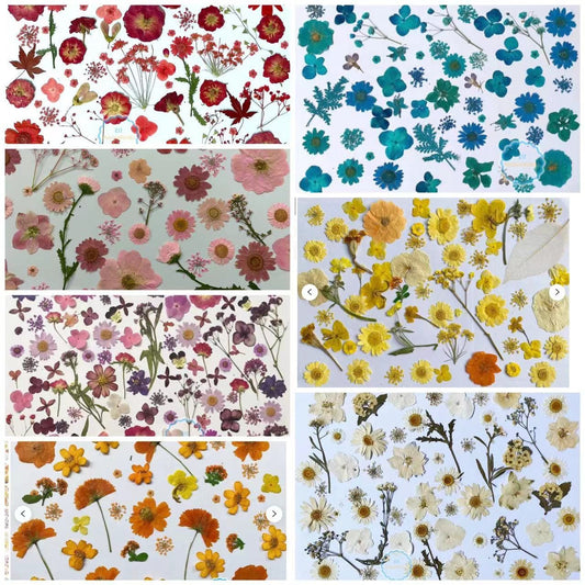 100 PCS Pressed Flowers: Mixed Red, Orange, Yellow, Purple Dried Flowers
