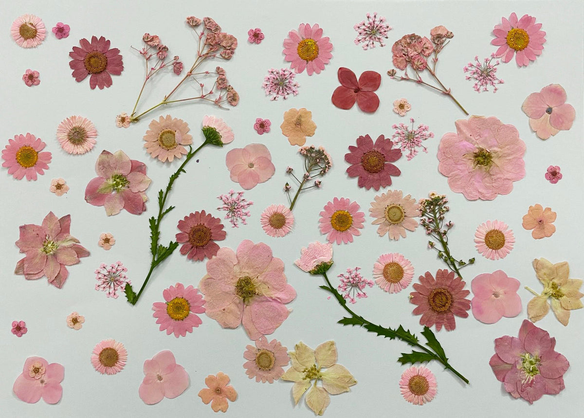 100 Mixed Pressed Flowers: Orange, Yellow, Red, Pink & Blue