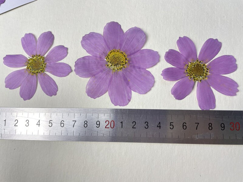 Purple Kelsang Pressed Flowers, Dried Floral Embellishments (6 PCS)