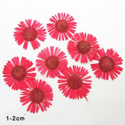 Pressed flowers,A Pack of 12 PCS dried Pressed flowers,dried flower,Red Needle Chrysanthemum Dried Pressed flowers