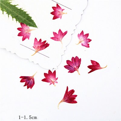 Red Pressed flowers,20 PCS/Pack,dried Pressed flowers,Cornflower dried flower,Red Cornflower petal Dried Pressed flowers