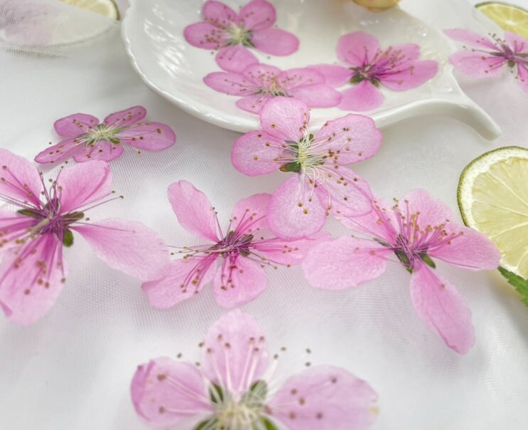 Pink Peach Blossom Pressed Flowers - 8 PCS for Resin Art