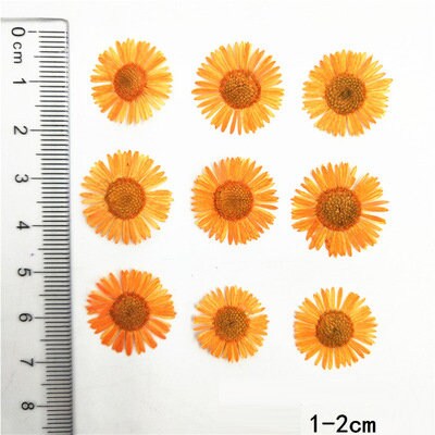 Orange Pressed Flowers,12 PCS/pack,orange Dried Flower,Pressed Flowers Orange needle Chrysanthemum Dry Preserved Flower,dry pressed flowers