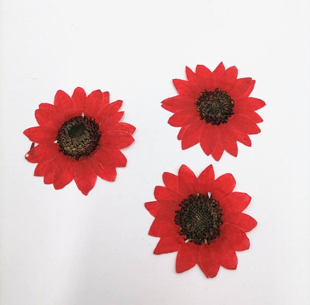 Pressed Red Sunflower: 6 PCS Dried Flat Flowers